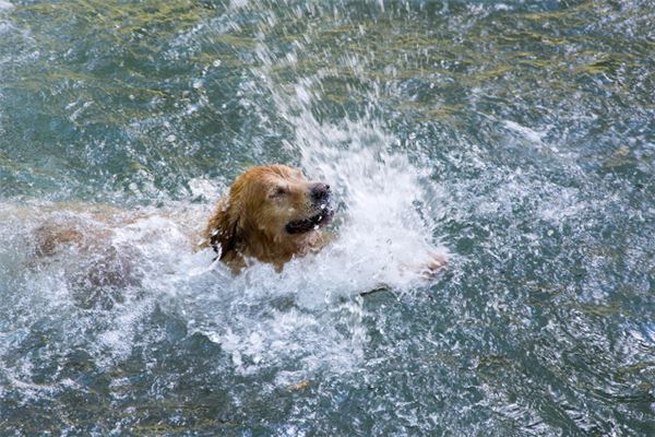 屬狗的今年多大了_十二生肖
