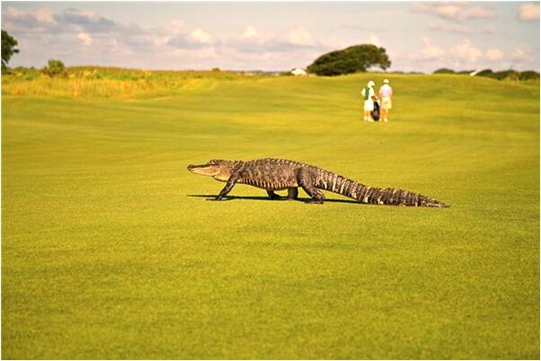 夢到與異性交通被男人發現什麼寓意_周公解夢官網