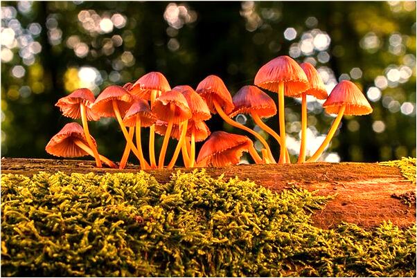 夢到了最親的人升官是什麼預兆_周公解夢官網