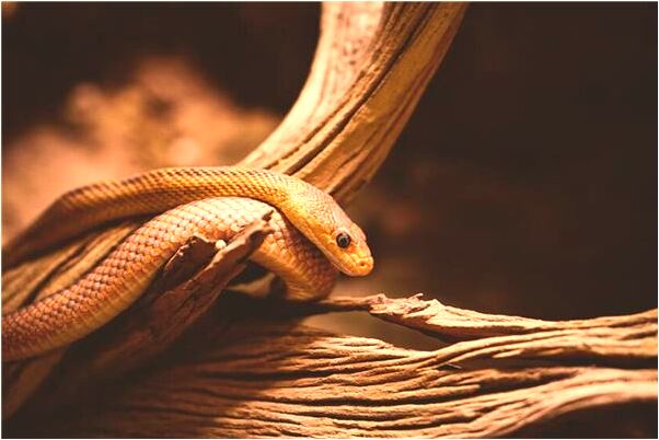 夢到了黑黑的油路是怎么了代表著什麼_周公解夢官網