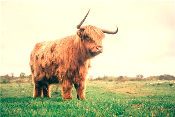 夢到了噁心的湯有什麼意思嗎_周公解夢官網