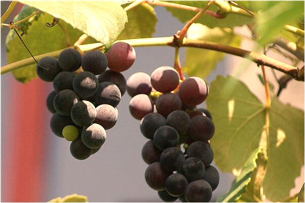 夢見不認識的軍官很心儀意味著什麼_周公解夢官網