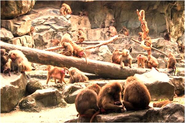 夢到紅辣椒落了一地會是什麼預兆_周公解夢官網