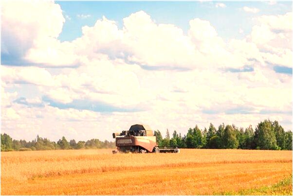 夢到拔羊蔥有什麼意思_周公解夢官網