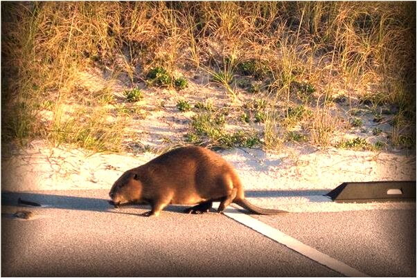 夢到派餅乾給親友是什麼意思？_周公解夢官網