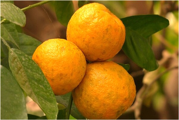 夢見上廁所一隻腳掉進茅坑啥意思_周公解夢官網