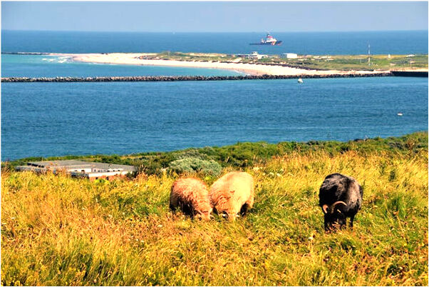 夢見妻子告訴別人我不是他老公是什麼預兆?_周公解夢官網