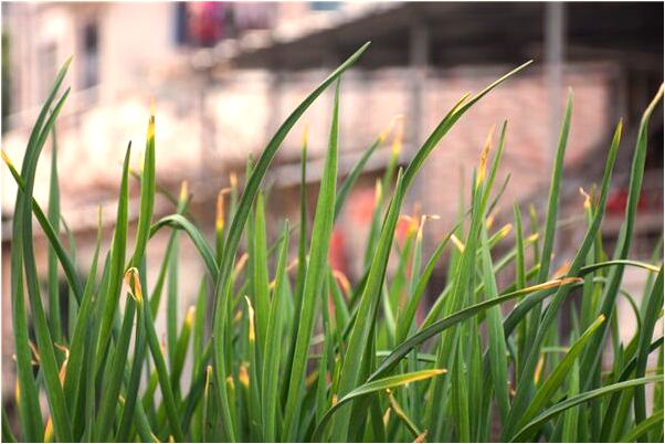 夢到了女人背著狗有什麼意思嗎_周公解夢官網