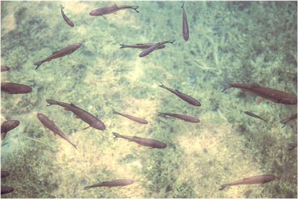 夢到了蜘蛛定在臉上預兆了什麼嗎_周公解夢官網