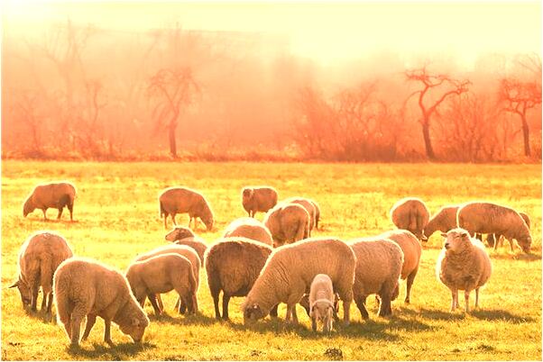 夢到自己穿紫格花襯衫有什麼含義_周公解夢官網