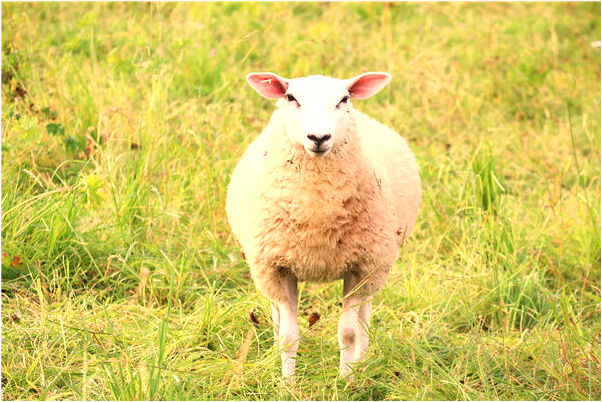 夢見衡南縣三塘鎮是什麼意思_周公解夢官網