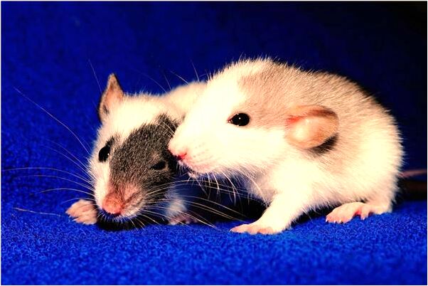 夢到了久違堂叔父預示什麼_周公解夢官網