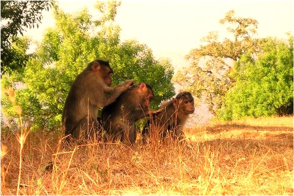 夢到死去的奶奶牙疼好不好_周公解夢官網