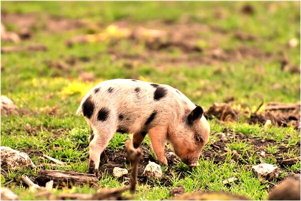 夢到已婚女人兩條水蛇代表著什麼？_周公解夢官網
