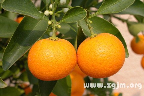 Dream of eating mandarin orange
