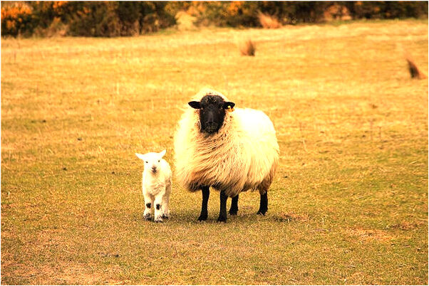 夢到身上好多蚯蚓往下掉是什麼預兆_周公解夢官網