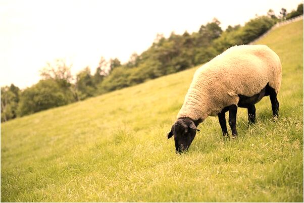 夢到了把池塘水拋乾會是什麼預兆_周公解夢官網