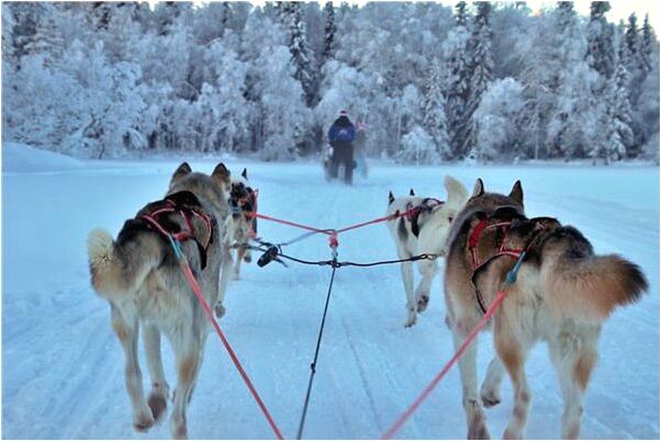 夢到我家來了一隻小貓是好的徵兆嗎_周公解夢官網