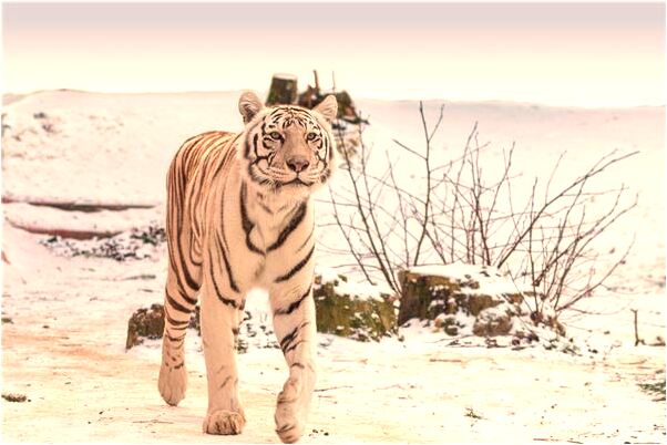 夢見抓黃鱔跑了代表著什麼_周公解夢官網