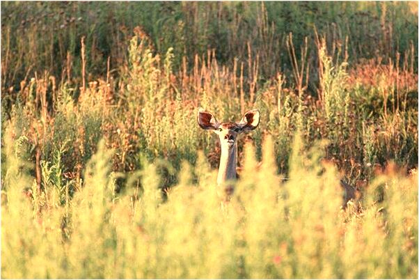 夢到了把夢破了有何寓意_周公解夢官網