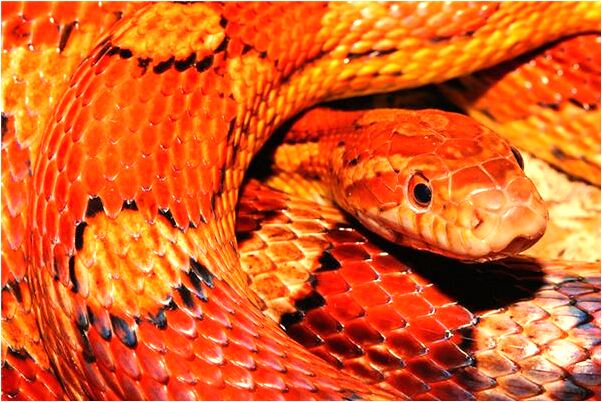 夢到山神講話意味著什麼_周公解夢官網