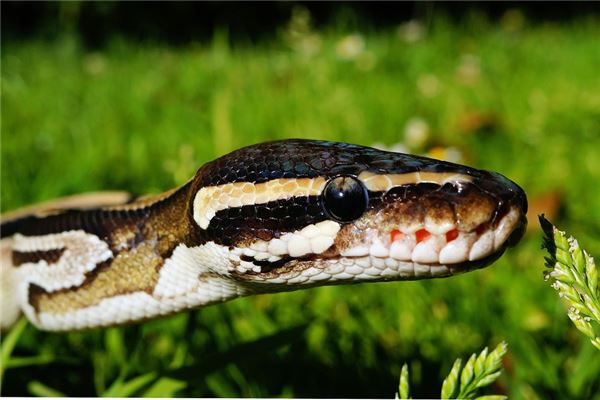 十二生肖蛇排第幾_十二生肖