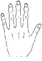 Hand shape