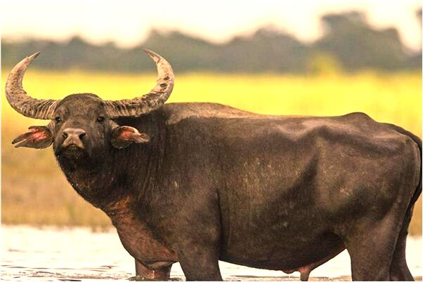 夢見到故宮是什麼預兆_周公解夢官網