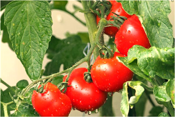 夢到綠色大蟲子死了什麼寓意_周公解夢官網