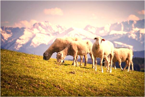 夢到被男朋友家媽媽罵哭會有什麼預兆_周公解夢官網