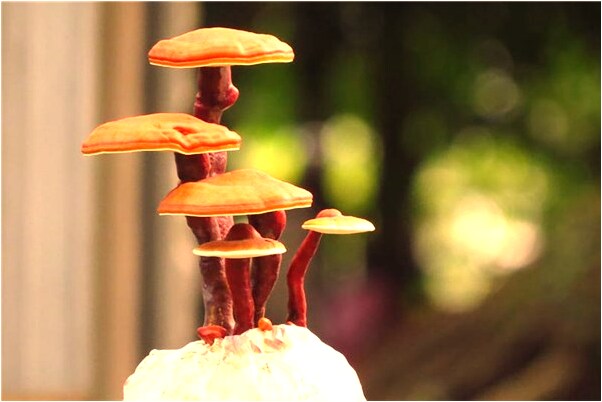 夢見兩人吵架有什麼寓意嗎？_周公解夢官網