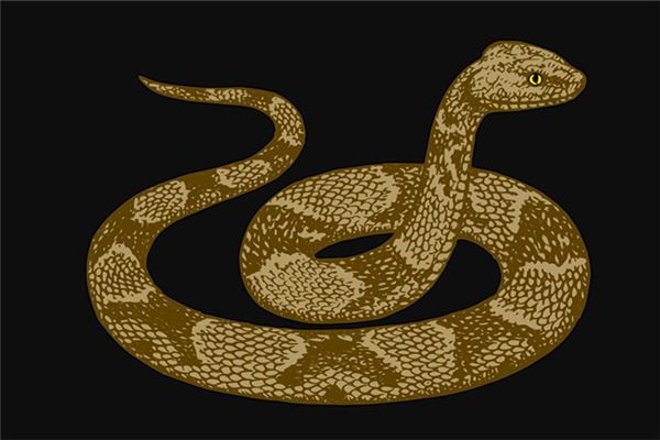 夢到蛇在身體裡會怎么樣_周公解夢