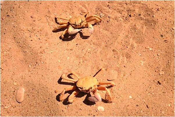 夢到了捉魚沒穿衣服是啥意思_周公解夢官網