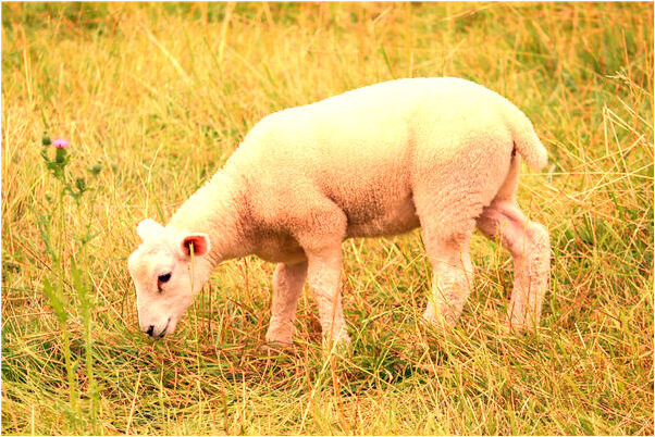 夢到坐在車的最前面有什麼意思嗎_周公解夢官網