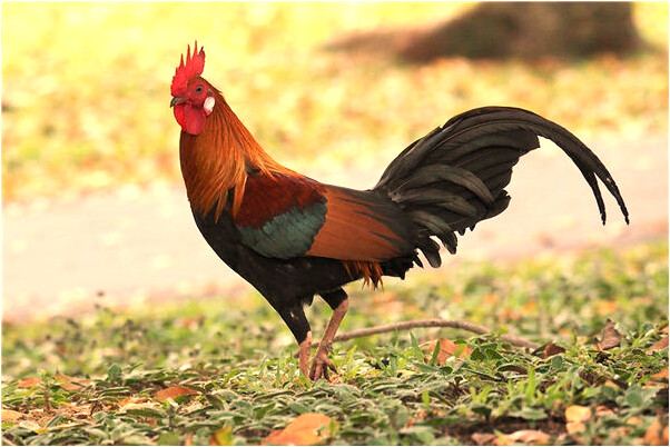 夢見兩隻黃色小鴨子是什麼意思？_周公解夢官網