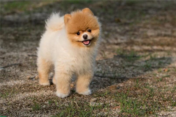 1970年生肖狗是什麼命_十二生肖