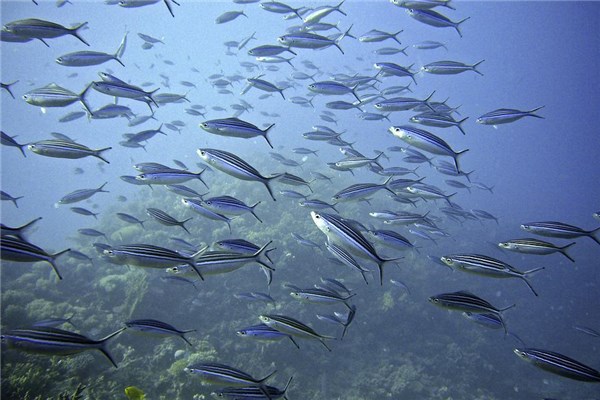 夢到了水裡魚好不好_周公解夢