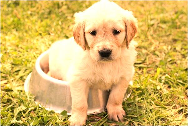 夢到撿石子有什麼含義_周公解夢官網