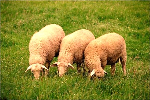 夢到了偷朋友的錢的預兆_周公解夢官網