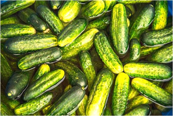 夢到了鱷魚寵物是啥預兆_周公解夢官網