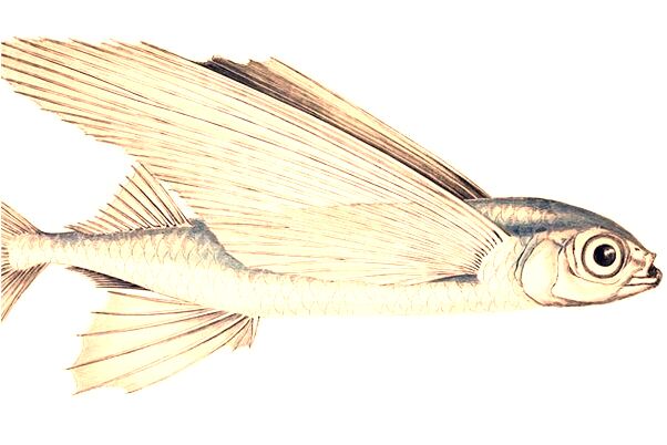 夢見用法寶捉鬼是什麼意思_周公解夢官網