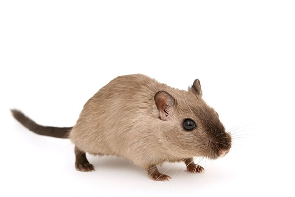 2021年生肖鼠年齡運勢怎樣_十二生肖