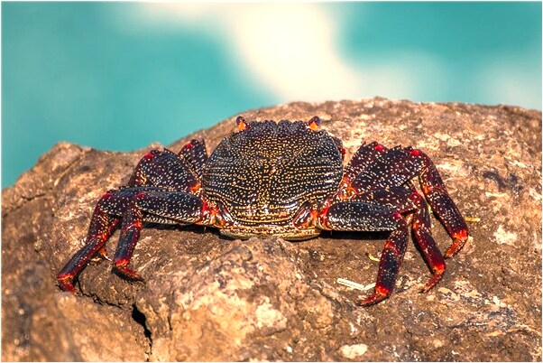 夢見家裡有四個不名死屍的預兆_周公解夢官網