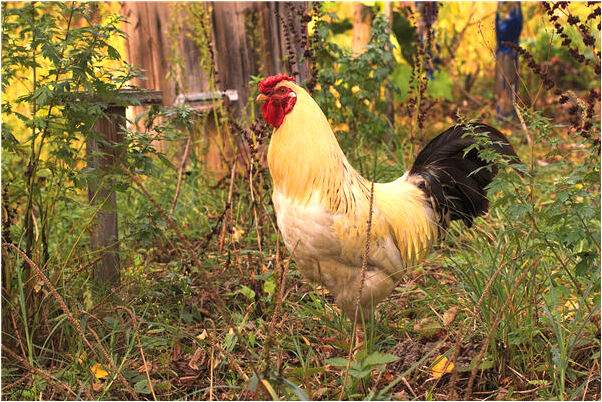 夢到了出去租房子看房間有什麼預示嗎_周公解夢官網