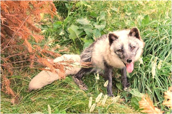 夢到短髮留多長燙了合適代表著什麼_周公解夢官網