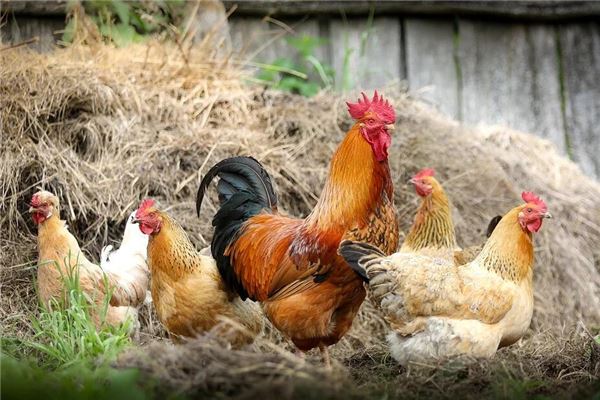 2017年屬啥_十二生肖