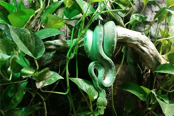 夢見蛇肉_周公解夢