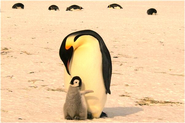 夢見和陌生女人親密有什麼寓意嗎_周公解夢官網