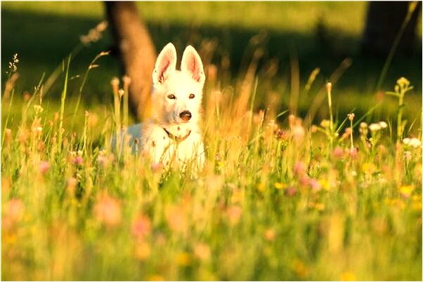夢見紅鞋白鞋新鞋舊鞋什麼預兆_周公解夢官網