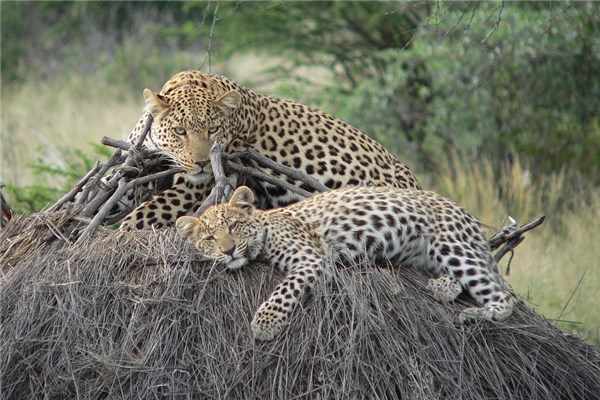 夢到殺豹子會有什麼預兆_周公解夢